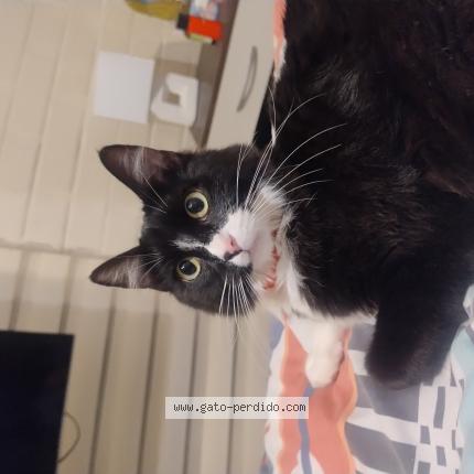 Photo 1/1 Missu Chat perdu à Machali