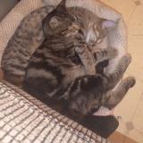 Photo de chat perdu à Surprise