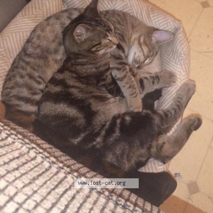 Photo 1/1 Booger Chat perdu à Surprise