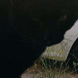 Photo de chat perdu à Bages