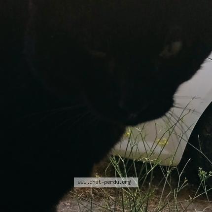 Photo 1/1 Diablo Chat perdu à Bages