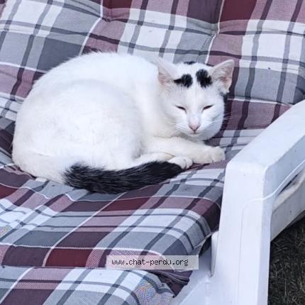 Photo 1/1 Milo Chat perdu à Maizieres les metz