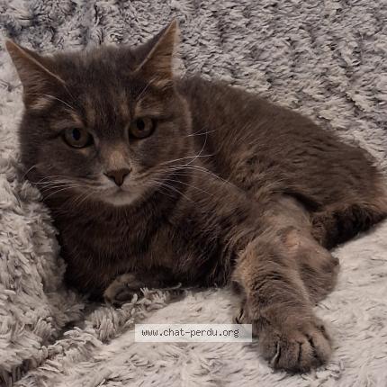 Photo 1/1 Mimi Chat perdu à Bretigny