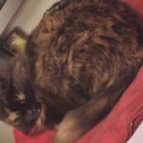 Photo de chat perdu à Saint Maur Des Fosses