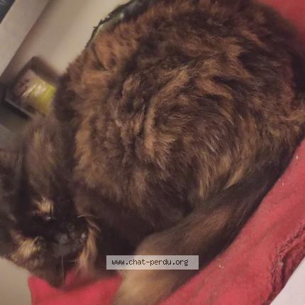 Photo 1/1 Chat retrouvé Perdu à Saint maur des fosses