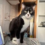 Photo de chat perdu à Albacete