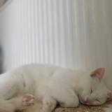 Photo de chat trouvé à Draguignan