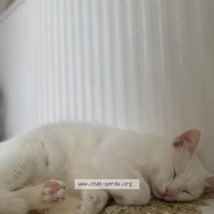 Photo 1/1 Chat retrouvé Trouvé à Draguignan