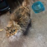 Photo de chat trouvé à Orcier