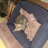 Photo de chat trouvé à Bissy La Maconnaise