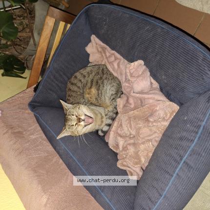 Photo 1/1 Chat retrouvé Trouvé à Bissy la maconnaise