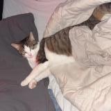 Photo de chat perdu à Courcelles