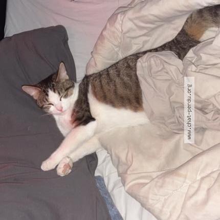 Photo 1/1 Gaia Chat perdu à Courcelles