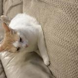 Photo de chat perdu à Plouezec