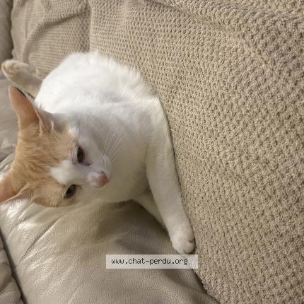 Photo 1/1 Winnie Chat perdu à Plouezec