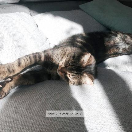 Photo 1/1 Crabe Chat perdu à Begles