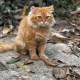 Photo de chat perdu à Mumbai