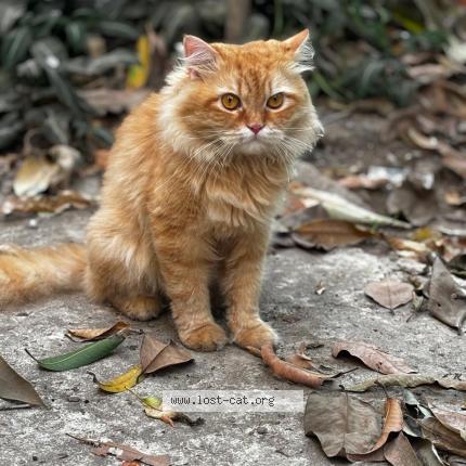 Photo 1/1 Kiro Chat perdu à Mumbai