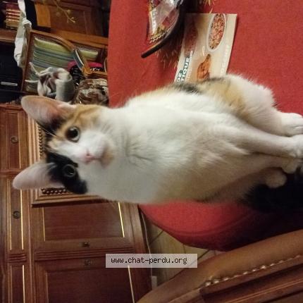 Photo 1/1 Tulipe Chat perdu à Les issambres