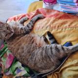 Photo de chat perdu à Cunac