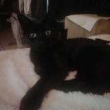 Photo de chat perdu à Benesse Maremne