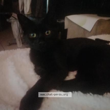 Photo 1/1 Chat retrouvé Perdu à Benesse maremne