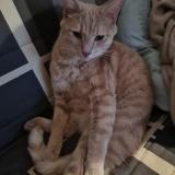 Photo de chat perdu à Besancon