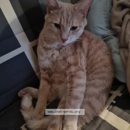 Photo 1/1 Chatouille Chat perdu à Besancon