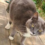 Photo de chat trouvé à St Mathieu De Treviers