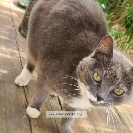 Photo 1/1 Chat trouvé Trouvé à St mathieu de treviers