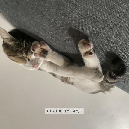 Photo 1/1 Snoopy Chat perdu à Septemes les vallons