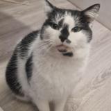 Photo de chat trouvé à Gex