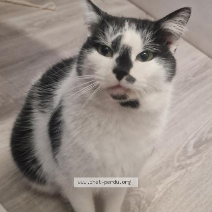 Photo 1/1 Chat trouvé Trouvé à Gex