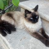 Photo de chat perdu à Aulnay Sous Bois