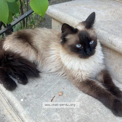 Photo 1/1 Chat retrouvé Perdu à Aulnay sous bois
