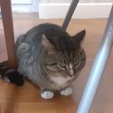 Photo de chat trouvé à Cournon