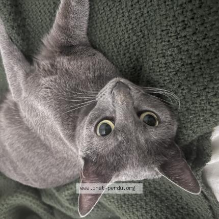 Photo 1/1 Kefta Chat perdu à Marseille