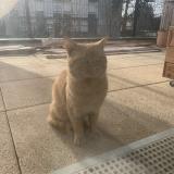 Photo de chat trouvé à Pierrefitte Sur Seine