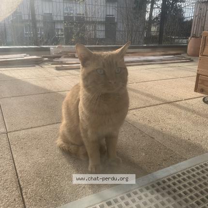Photo 1/1 Chat trouvé Trouvé à Pierrefitte Sur Seine