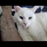 Photo de chat perdu à Davenport