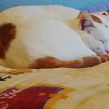 Photo de chat trouvé à Saint Sulpice La Pointe