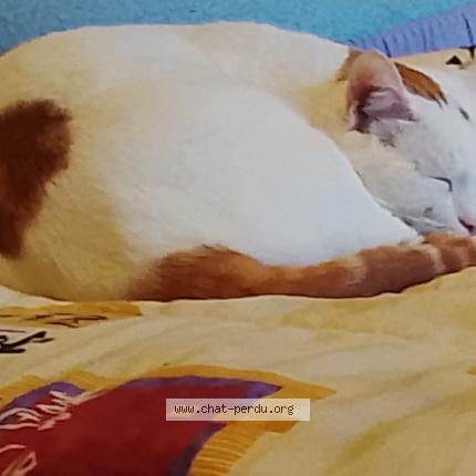 Photo 1/1 Chat retrouvé Trouvé à Saint sulpice la pointe