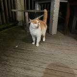 Photo de chat trouvé à Essarts En Bocage