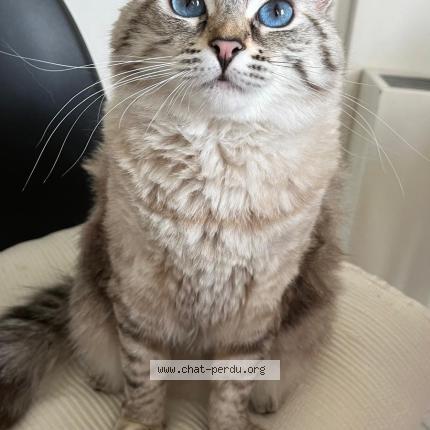 Photo 1/1 Chat retrouvé Perdu à Fonbeauzard