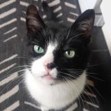 Photo de chat perdu à Uccle