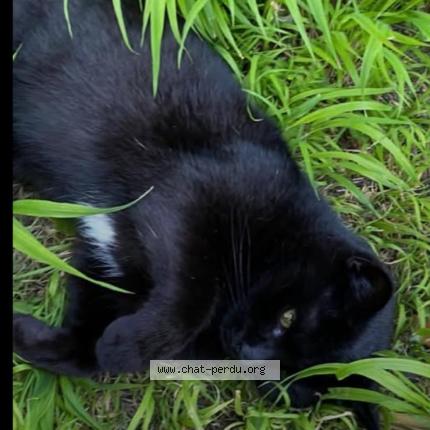 Photo 1/1 Gioia Chat perdu à Bruxelles