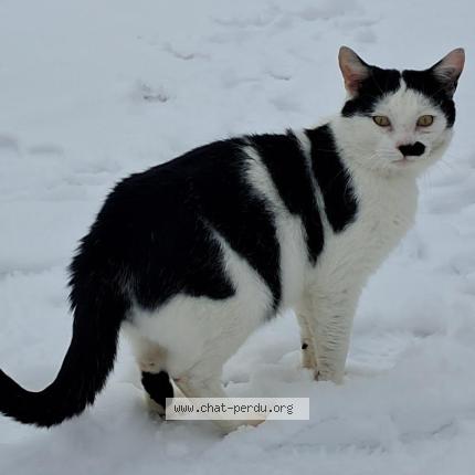 Photo 1/1 Lucky Chat perdu à Sceaux sur huisne