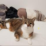 Photo de chat perdu à Marsens