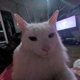 Photo de chat perdu à Merced