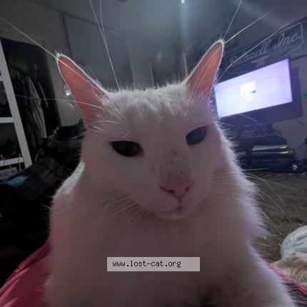 Photo 1/1 Yuki Chat perdu à Merced